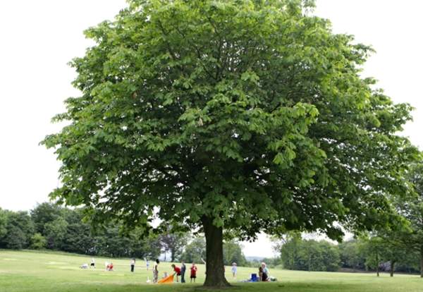 Peel Park