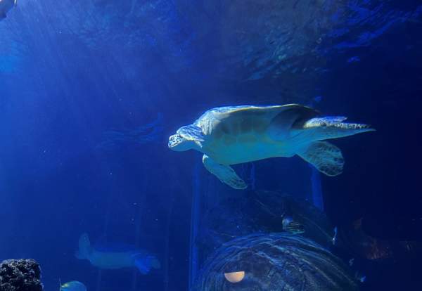 Beyond the Surface Tour at SEA LIFE Manchester