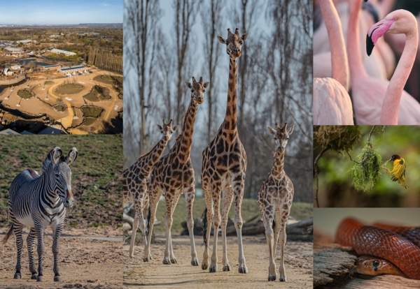 Heart of Africa at Chester Zoo