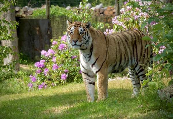 A Tiger Takeover at Knowsley Safari this Half Term, Fur Real!