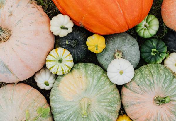 Halloween 2026 at Smithills Open Farm