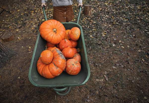 Halloween Pumpkin Festival