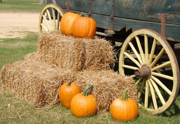 Halloween at Lancaster Park & Animal Farm