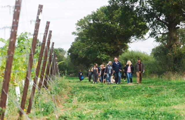 Kinsbrook Vineyard