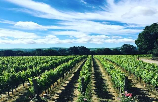 Ridgeview Wine Estate