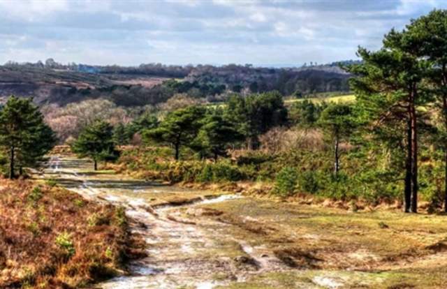 Ashdown Forest