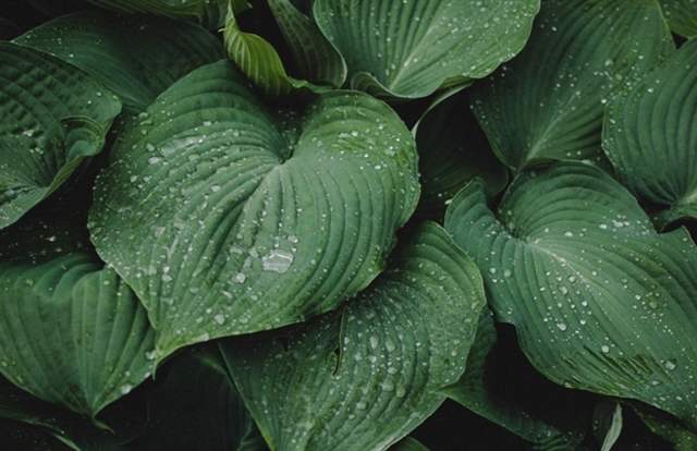 Three Cheers for Pooh! Centenary Exhibition and Story Trail at Nymans