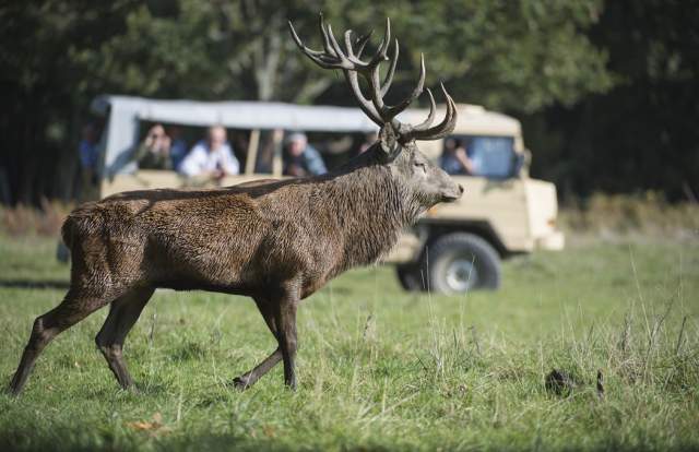 Knepp Safari