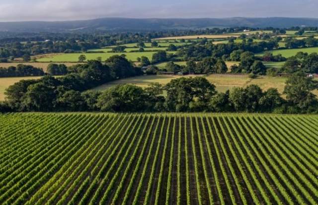 Ridgeview Wine Estate