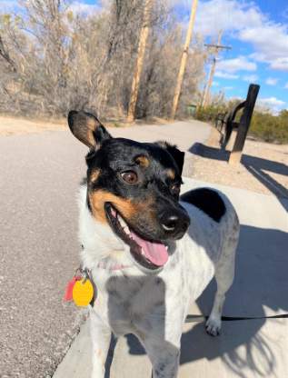 A Doggy Day Out! Pet friendly things to do with your dog in Las Cruces, NM