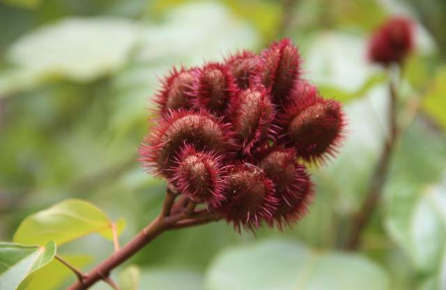 Jamaica’s Rare and Endemic Species—and Where You Can Find Them