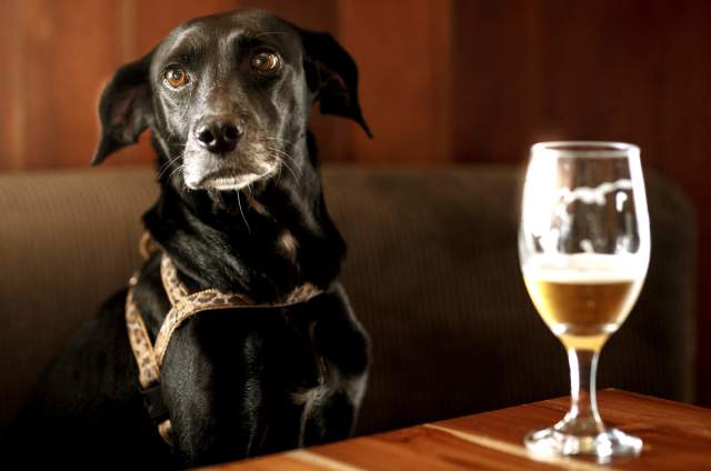 Mutt Cup Cocktail Competition