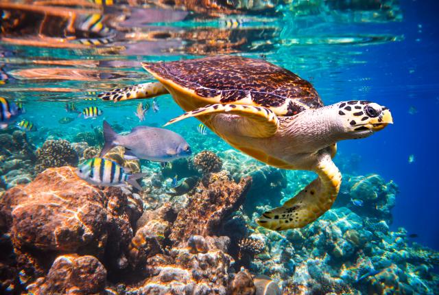 Cabo Pulmo Snorkel