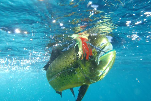 fish