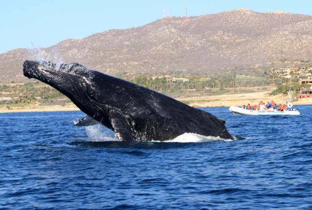 whale watching
