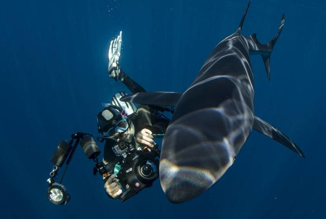 cabo shark