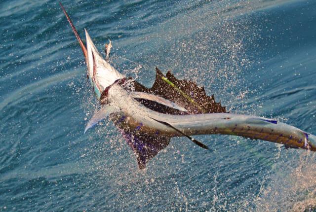 sportfishin