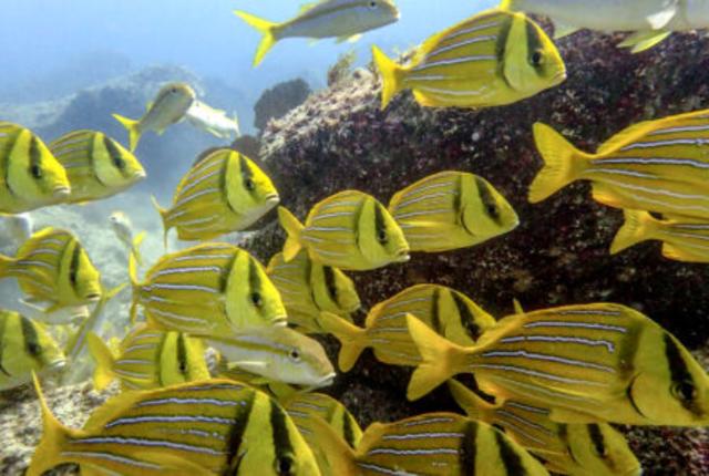snorkeling