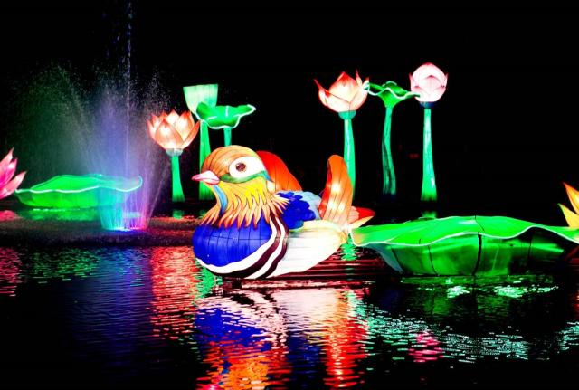 Lightopia festival best sale