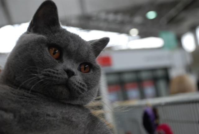 Cat club cool chartreux clearance