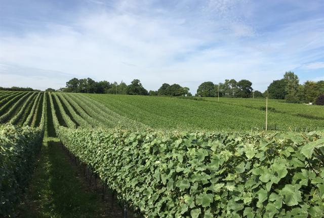 Oak vineyard top