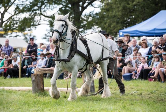 The Oak Fair #4