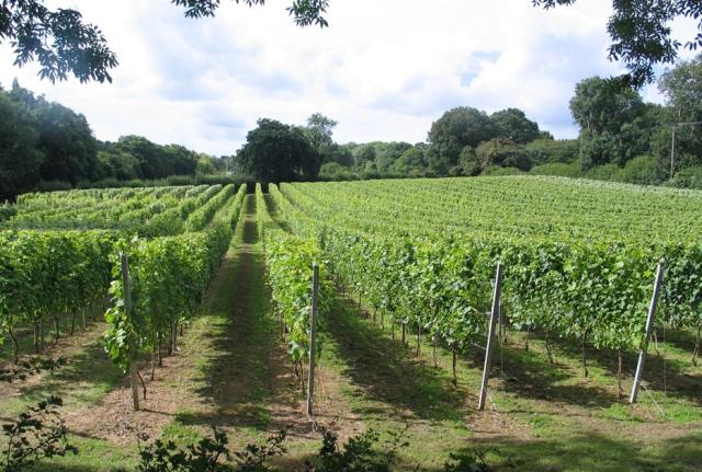 English Oak Vineyard Visit Dorset
