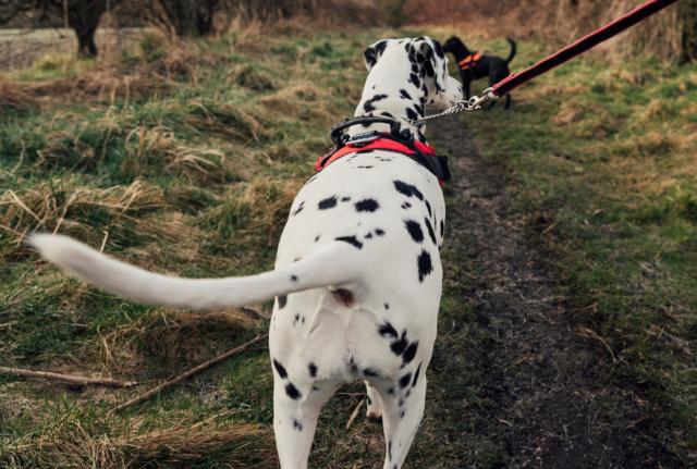 Waggy walk cheap