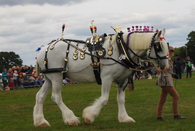 Wessex Heavy Horse Show and Country Fayre #3