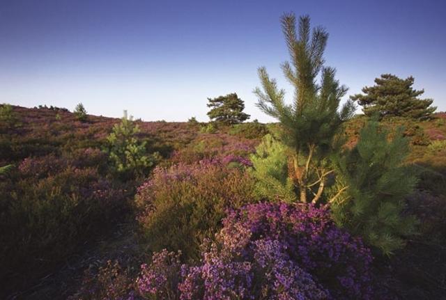 Rspb Arne Nature Reserve Visit Dorset Rspb Arne Nature Reserve Visit Dorset