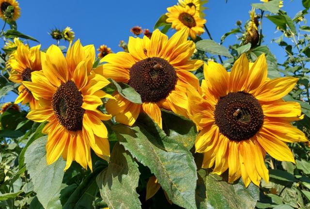 Bignor Sunflower Maze & Picking Patch - Great Sussex Way