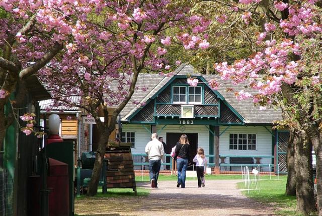 Where to View Cherry Blossoms in Surrey - Discover Surrey