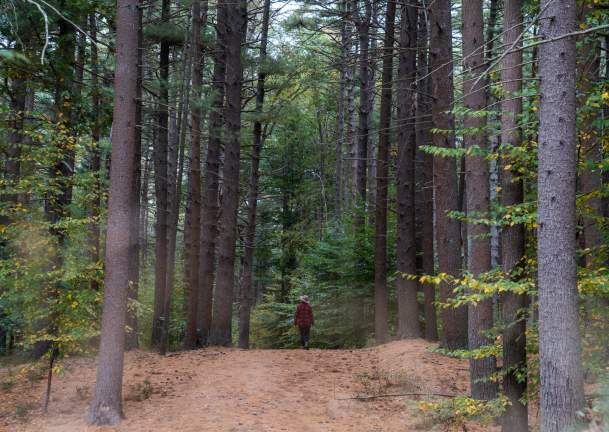 10 Best Long Island Forests and Arboretums to Visit This Spring