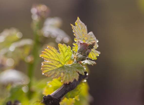 Understanding the Wine Growing Season