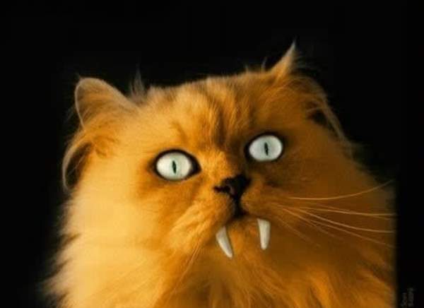The 23rd Annual "Howlween" Animal Shelter Fundraiser