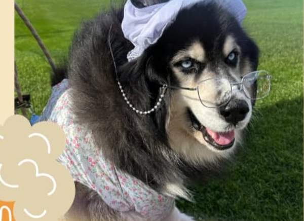 Puptoberfest