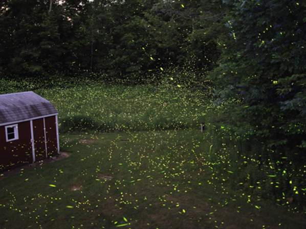 Fireflies on the Farm