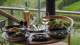 The_Newt_in_Somerset_Garden_-_Lunch_in_the_Garden_Cafe_247976863.jpg