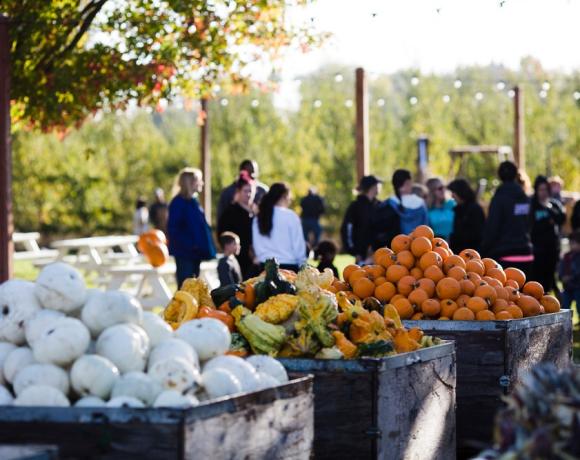 Dave's Pumpkin Patch 1