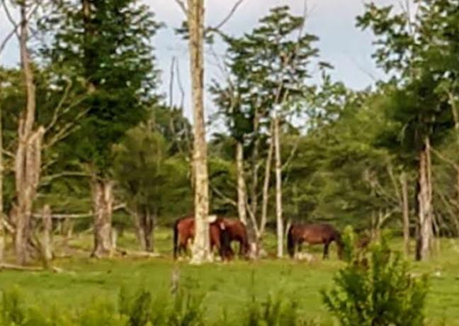trail horses for sale in alabama