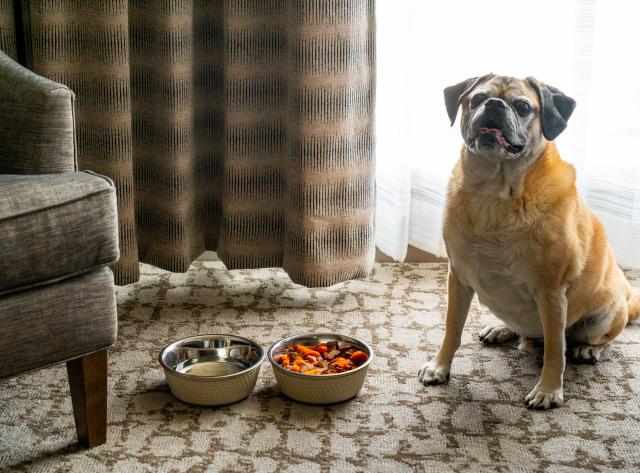 Pet-Friendly
