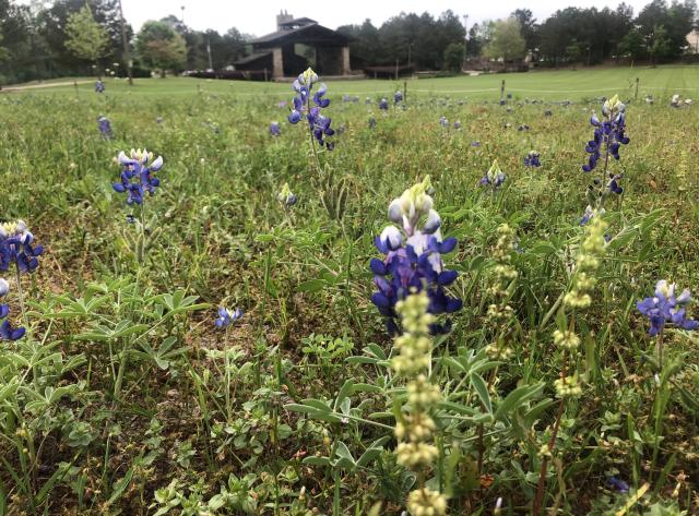 Blue Bonnets at Rob Fleming Park