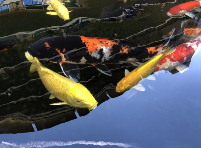 Koi Garden - Koi Fish