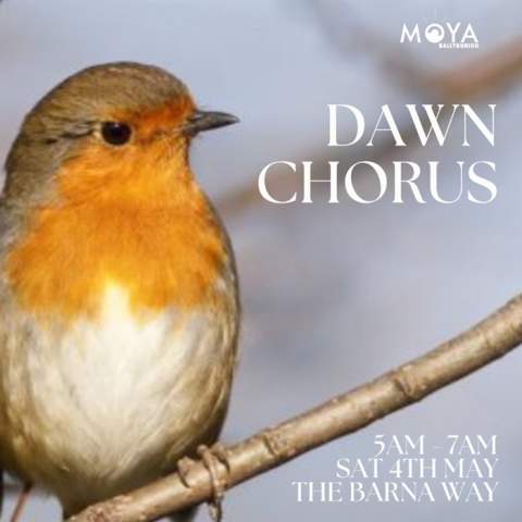 Dawn Chorus For MOYA