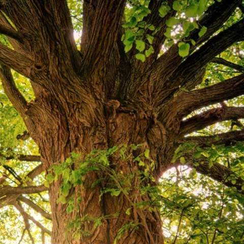 Ballyseedy Woods Walk