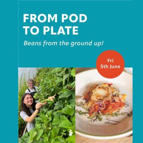 From Pod to Plate