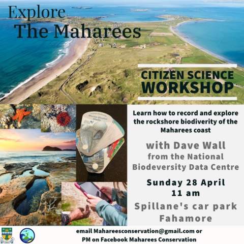 Learn How to Record & Explore the Rockshore Biodiversity of the Maharees Coast