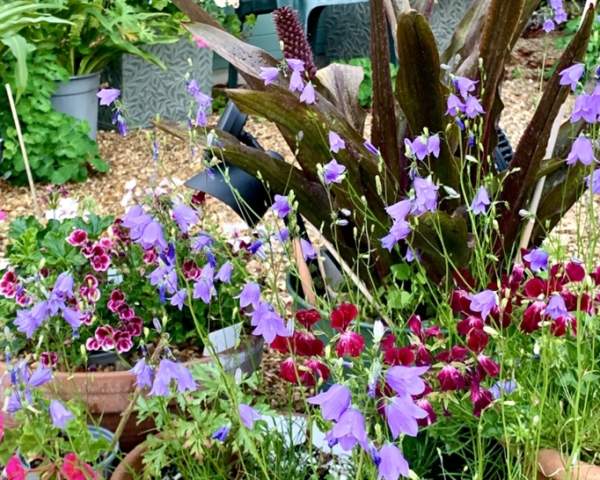 NEW The National Garden Scheme | 25 Parklands Road Chichester