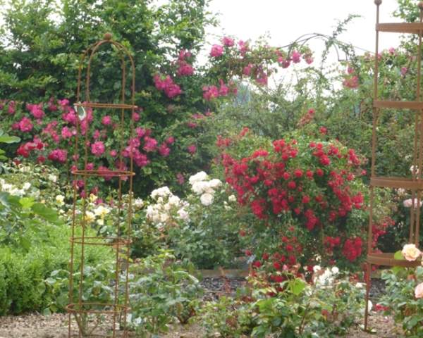 National Garden Scheme Open Days: Apuldram Roses