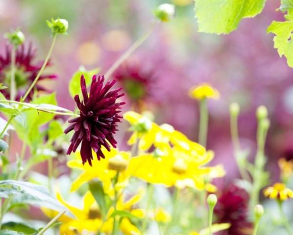 The National Garden Scheme: Rymans Apuldram: Open Garden